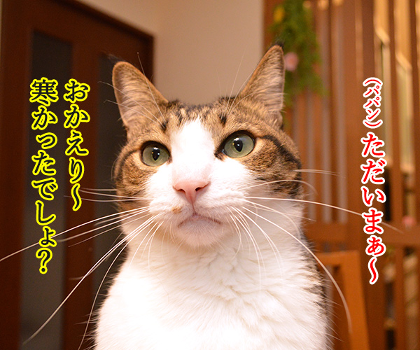 最近めっきり寒くなってきたわねッ　猫の写真で４コマ漫画　１コマ目ッ