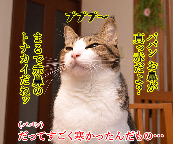 最近めっきり寒くなってきたわねッ　猫の写真で４コマ漫画　２コマ目ッ