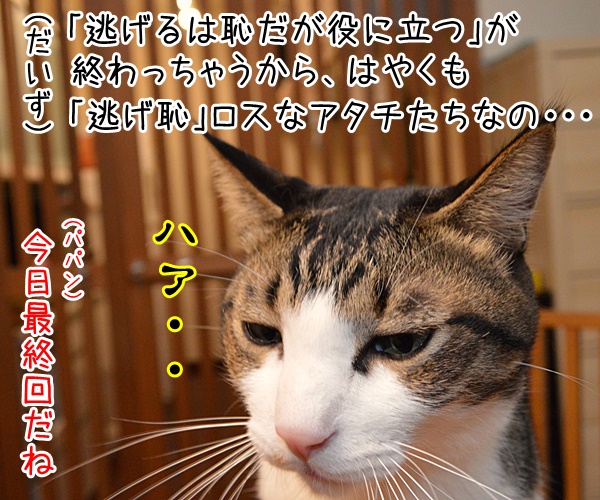 あの人気ドラマが最終回なんですってッ　猫の写真で４コマ漫画　２コマ目ッ