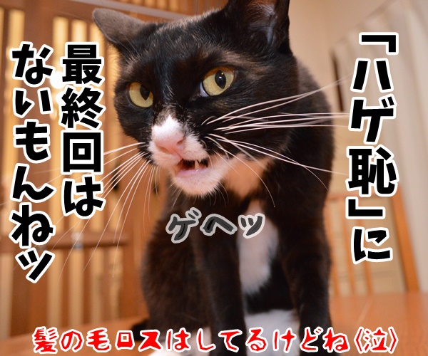 あの人気ドラマが最終回なんですってッ　猫の写真で４コマ漫画　４コマ目ッ