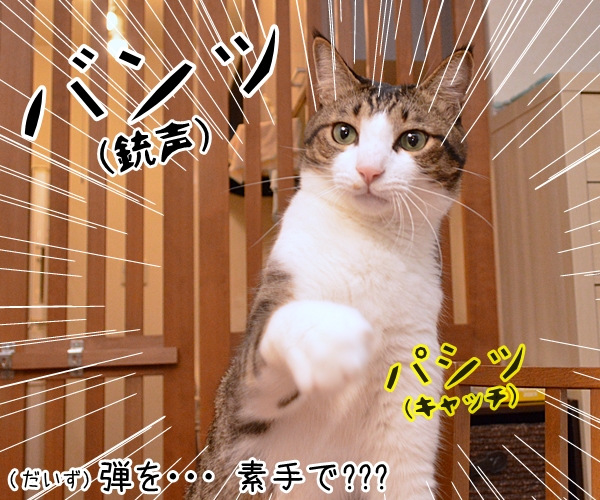 寒くなってきたからアレしなくちゃねッ　猫の写真で４コマ漫画　１コマ目ッ