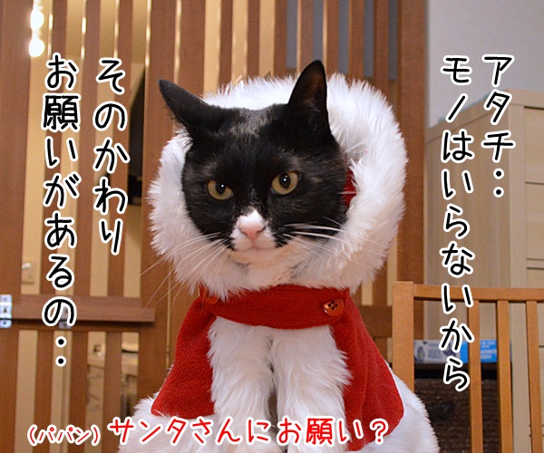 クリスマスにお願い　猫の写真で４コマ漫画　２コマ目ッ