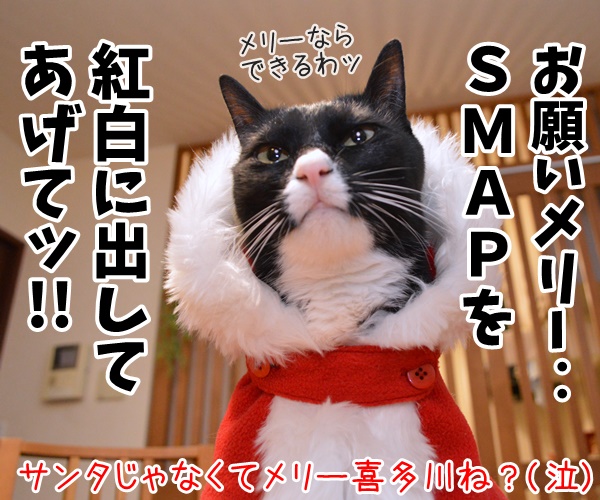 クリスマスにお願い　猫の写真で４コマ漫画　４コマ目ッ