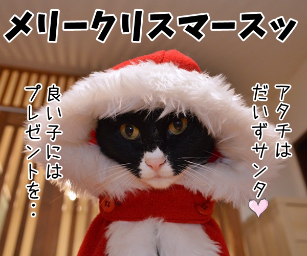 クリスマス あなたは良い子？悪い子？　猫の写真で４コマ漫画　１コマ目ッ