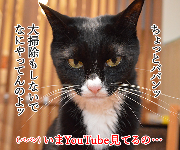 パパンは大掃除しないでYoutubeなのッ　猫の写真で４コマ漫画　１コマ目ッ