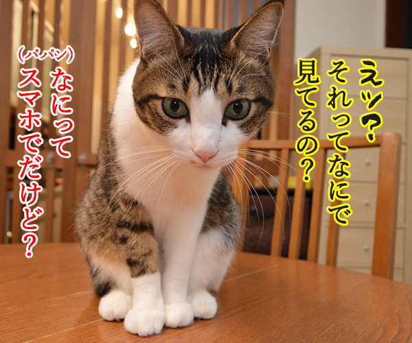 パパンは大掃除しないでYoutubeなのッ　猫の写真で４コマ漫画　２コマ目ッ