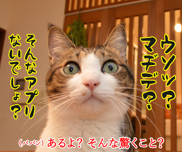 パパンは大掃除しないでYoutubeなのッ　猫の写真で４コマ漫画　３コマ目ッ