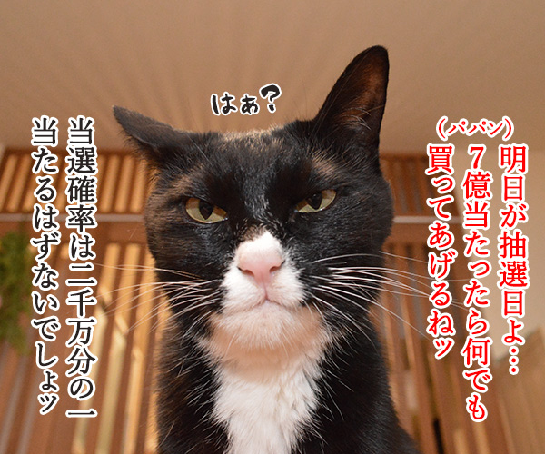 年末ジャンボは明日が抽選日なのッ　猫の写真で４コマ漫画　１コマ目ッ