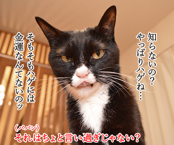 年末ジャンボは明日が抽選日なのッ　猫の写真で４コマ漫画　２コマ目ッ