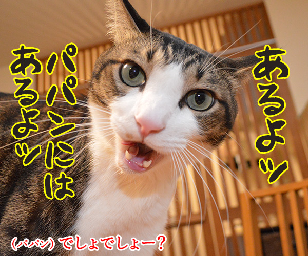 年末ジャンボは明日が抽選日なのッ　猫の写真で４コマ漫画　３コマ目ッ