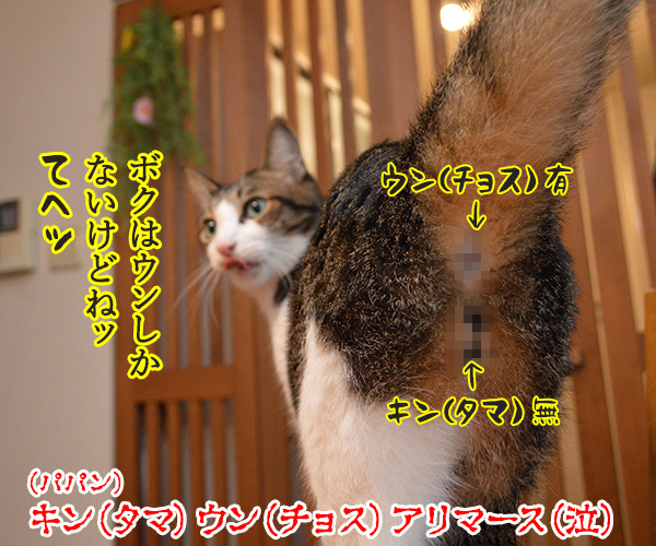 年末ジャンボは明日が抽選日なのッ　猫の写真で４コマ漫画　４コマ目ッ