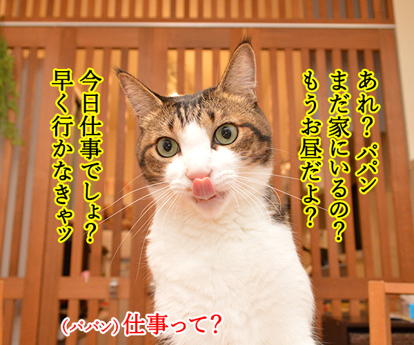 大晦日のできごと　猫の写真で４コマ漫画　１コマ目ッ