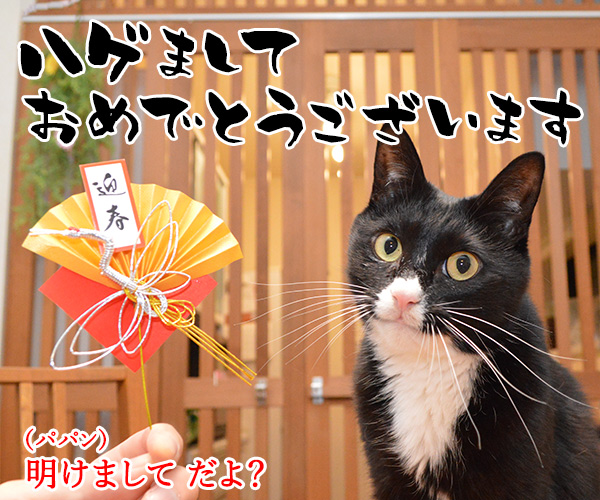 元旦だから新年のご挨拶なのッ　猫の写真で４コマ漫画　１コマ目ッ