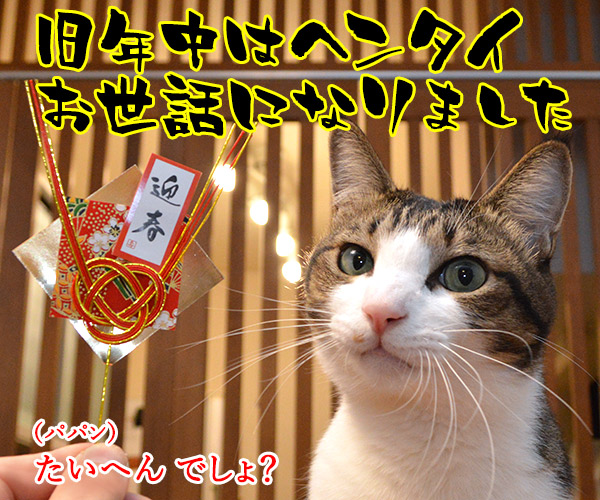 元旦だから新年のご挨拶なのッ　猫の写真で４コマ漫画　２コマ目ッ