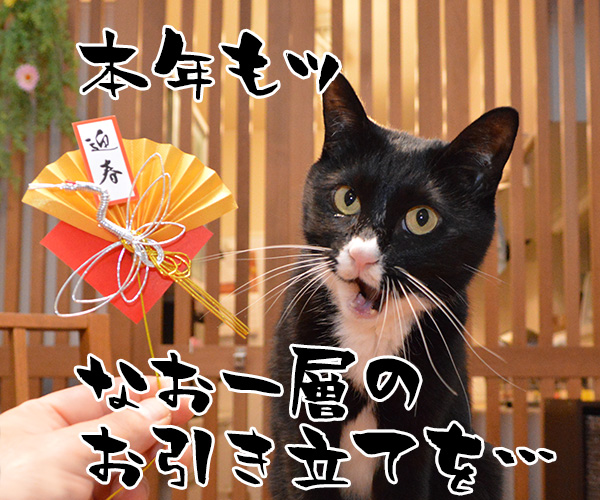 元旦だから新年のご挨拶なのッ　猫の写真で４コマ漫画　３コマ目ッ