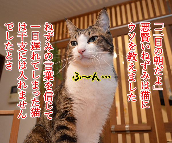 干支に猫がいないワケ　猫の写真で４コマ漫画　２コマ目ッ