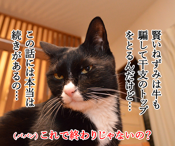 干支に猫がいないワケ　猫の写真で４コマ漫画　３コマ目ッ