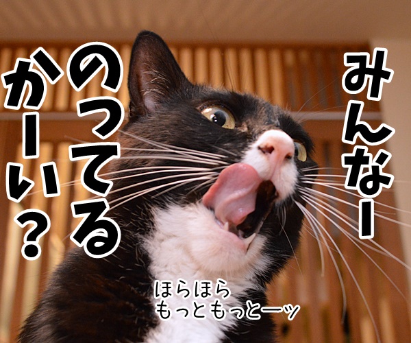 みんなー のってるかーい？　猫の写真で４コマ漫画　３コマ目ッ