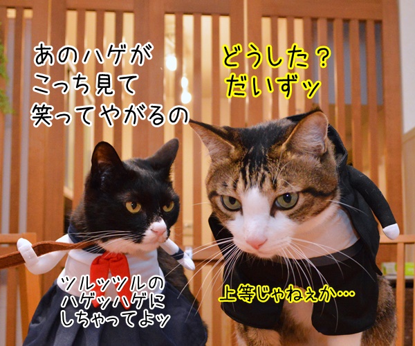 ツルッツルのハゲッハゲにしちゃってよッ　猫の写真で４コマ漫画　２コマ目ッ