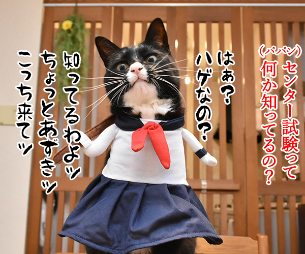 受験生のみんなッ センター試験ガンバルノヨー　猫の写真で４コマ漫画　２コマ目ッ