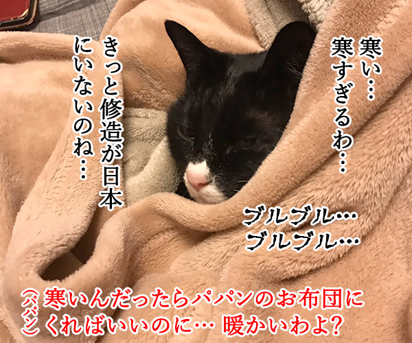 寒い夜はパパンのお布団で寝ませんこと？　猫の写真で４コマ漫画　２コマ目ッ