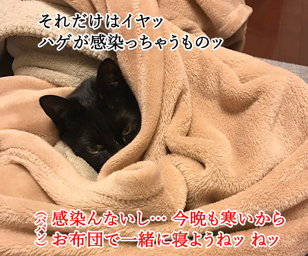 寒い夜はパパンのお布団で寝ませんこと？　猫の写真で４コマ漫画　３コマ目ッ