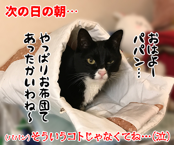 寒い夜はパパンのお布団で寝ませんこと？　猫の写真で４コマ漫画　４コマ目ッ