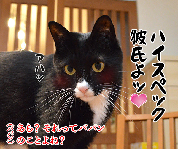 初詣のお願いはなにかしら？　猫の写真で４コマ漫画　３コマ目ッ