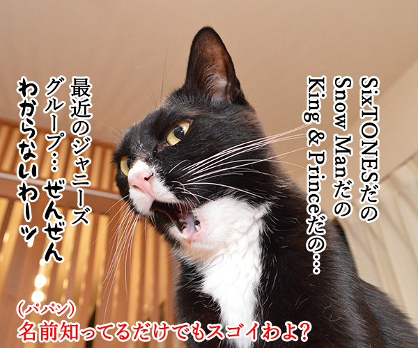 アタチがジャニーズで一番なのは…？　猫の写真で４コマ漫画　１コマ目ッ