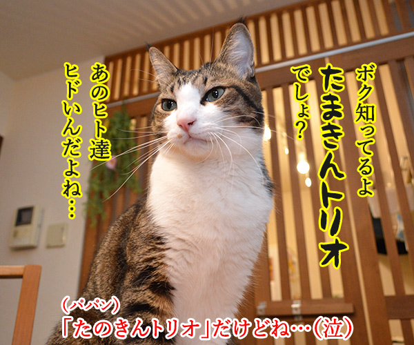 アタチがジャニーズで一番なのは…？　猫の写真で４コマ漫画　３コマ目ッ