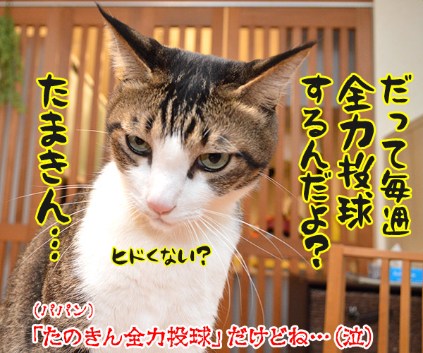 アタチがジャニーズで一番なのは…？　猫の写真で４コマ漫画　４コマ目ッ