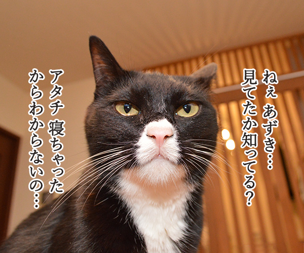 見ちゃったけどなにか？　猫の写真で４コマ漫画　１コマ目ッ