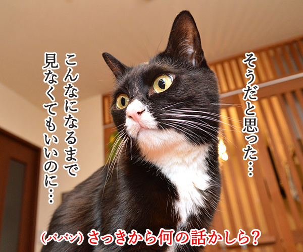 見ちゃったけどなにか？　猫の写真で４コマ漫画　３コマ目ッ