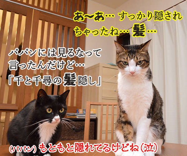 見ちゃったけどなにか？　猫の写真で４コマ漫画　４コマ目ッ