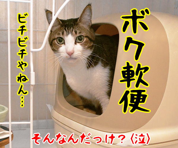 狩野英孝がまたやらかしちゃったね　猫の写真で４コマ漫画　４コマ目ッ