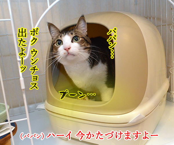 いつもウンチョス片付けてくれてアリガトー　猫の写真で４コマ漫画　１コマ目ッ