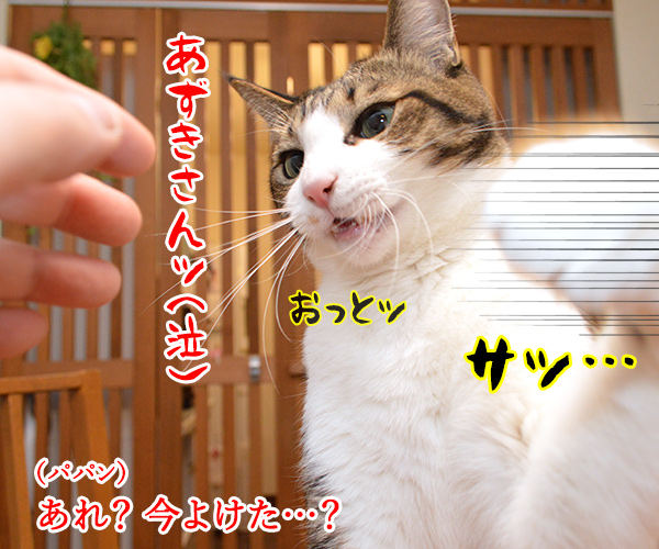 いつもウンチョス片付けてくれてアリガトー　猫の写真で４コマ漫画　３コマ目ッ