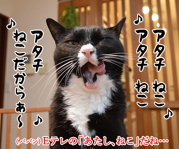 『あたし、ねこ』が変わるってホント？　猫の写真で４コマ漫画　１コマ目ッ