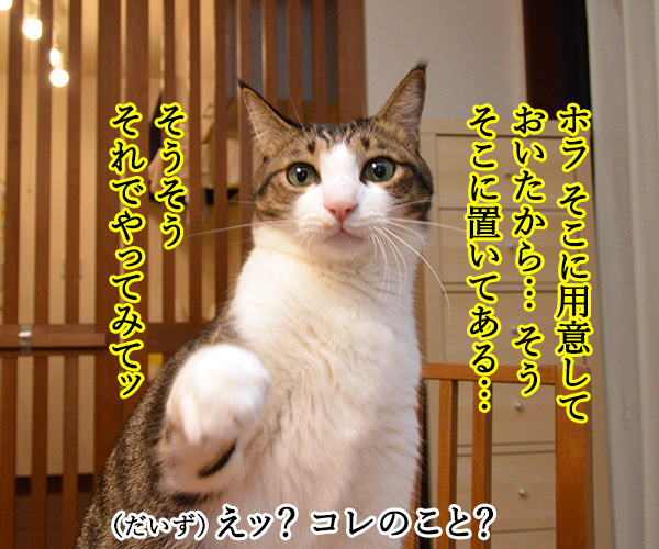 『あたし、ねこ』が変わるってホント？　猫の写真で４コマ漫画　３コマ目ッ