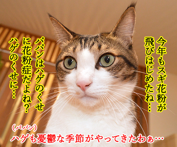 今年もスギ花粉の季節がやってきたッ　猫の写真で４コマ漫画　１コマ目ッ