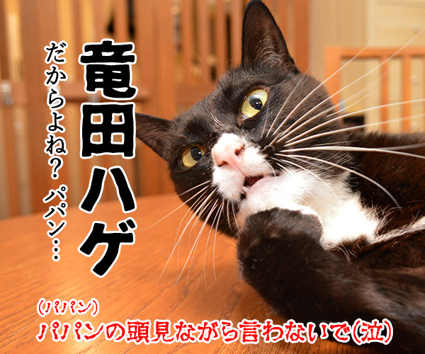 マクドナルドのチキンタツタが限定復活なのッ　猫の写真で４コマ漫画　４コマ目ッ