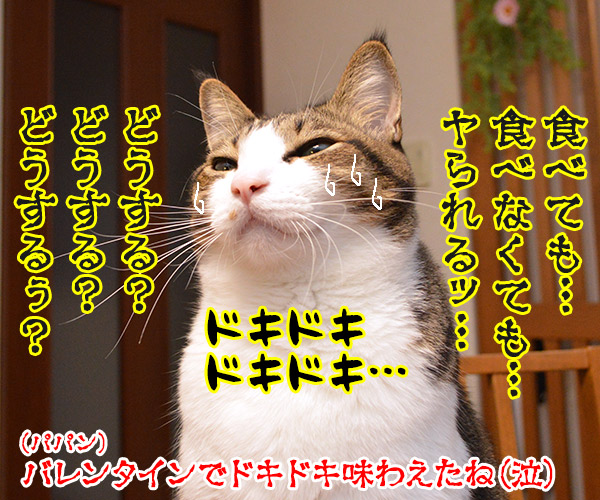 バレンタインってドキドキするよねッ　猫の写真で４コマ漫画　４コマ目ッ