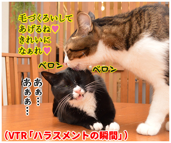 ハラスメントの定義を教えてください　猫の写真で４コマ漫画　３コマ目ッ