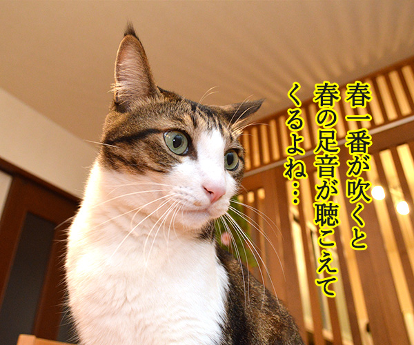 春一番が吹くと『春の足音』が聴こえるのッ　猫の写真で４コマ漫画　１コマ目ッ