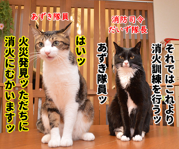 あずだい消防署は消火訓練するわよッ　猫の写真で４コマ漫画　１コマ目ッ