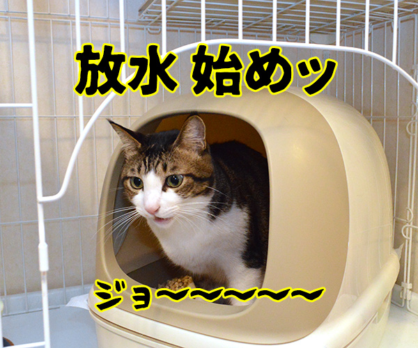 あずだい消防署は消火訓練するわよッ　猫の写真で４コマ漫画　２コマ目ッ