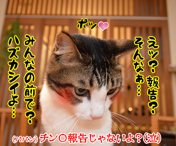 あずだい消防署は消火訓練するわよッ　猫の写真で４コマ漫画　４コマ目ッ