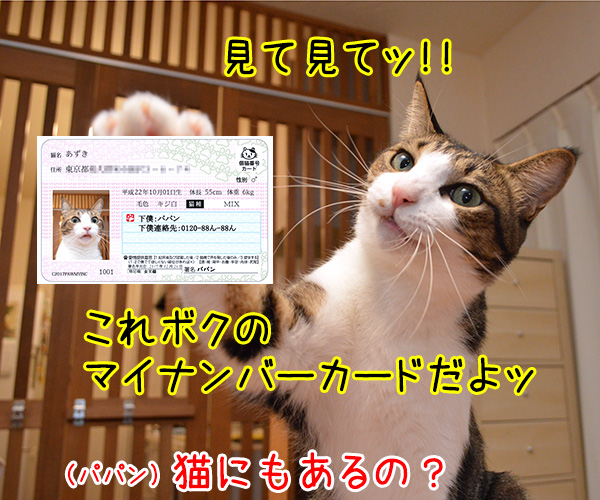 マイナンバーカード 持ってる？　猫の写真で４コマ漫画　３コマ目ッ