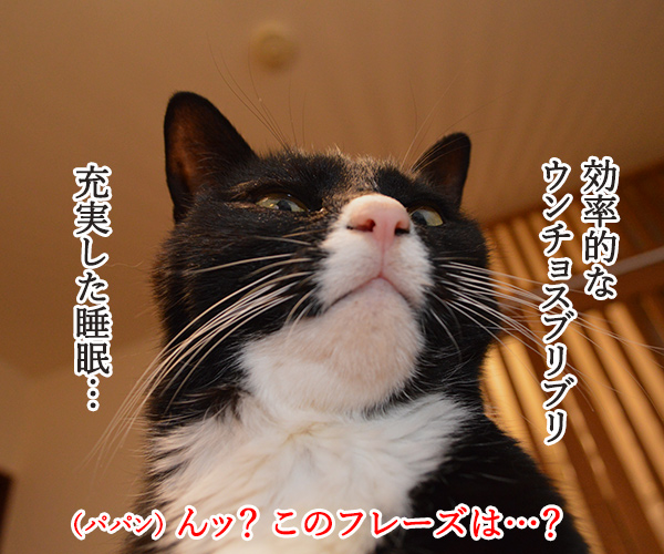 『ブルゾンちえみ』猫バージョン？？？　猫の写真で４コマ漫画　１コマ目ッ