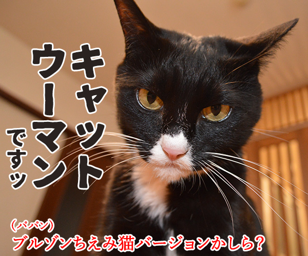 『ブルゾンちえみ』猫バージョン？？？　猫の写真で４コマ漫画　２コマ目ッ